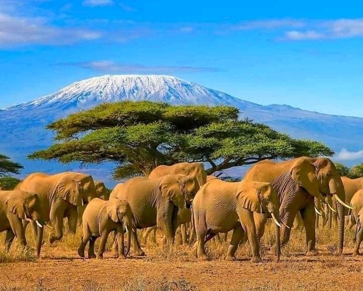 Tanzania Safari - Wildlife Adventure